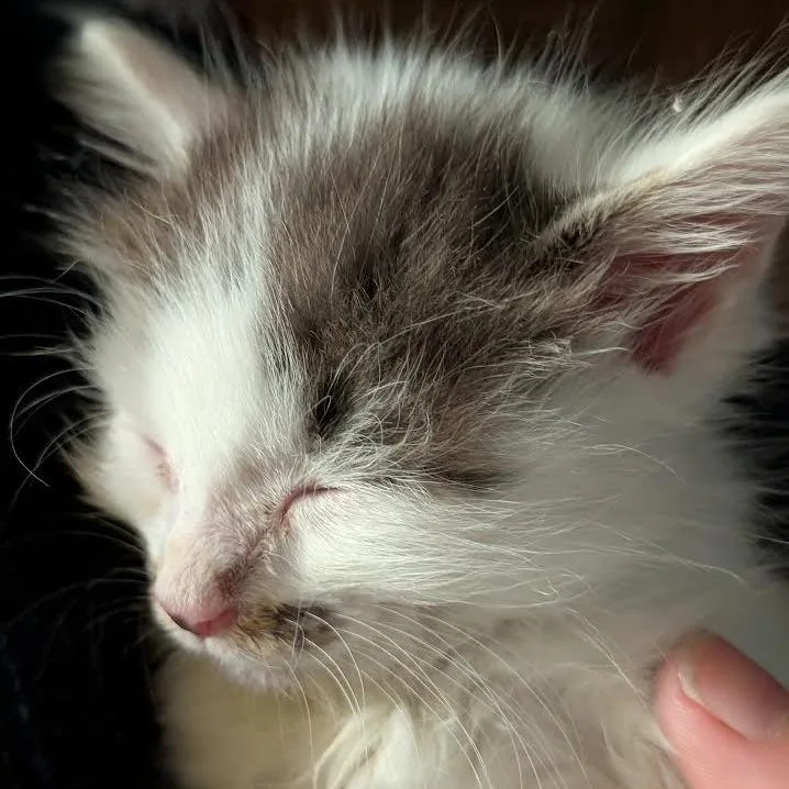 A baby small-sized female White Domestic Short Hair cat named Morgana for adoption in Auburn, AL