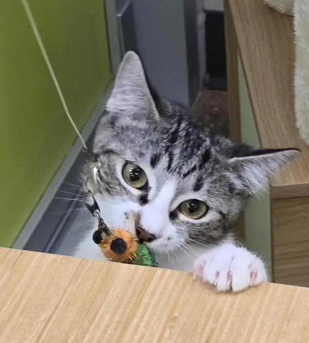 A baby small-sized male Domestic Short Hair cat named Tiger for adoption in Houston, TX