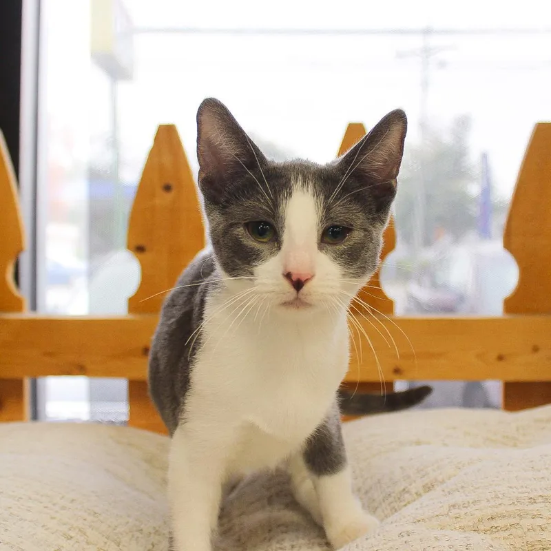 A baby medium-sized female Gray & White Domestic Short Hair cat named Cappuccino for adoption in Wayne, NJ