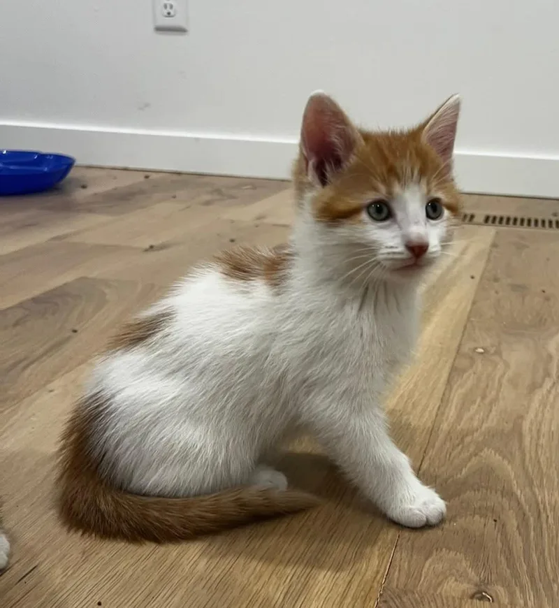 A baby medium-sized male Orange & White Domestic Short Hair cat named Squirrel for adoption in Sioux City, IA