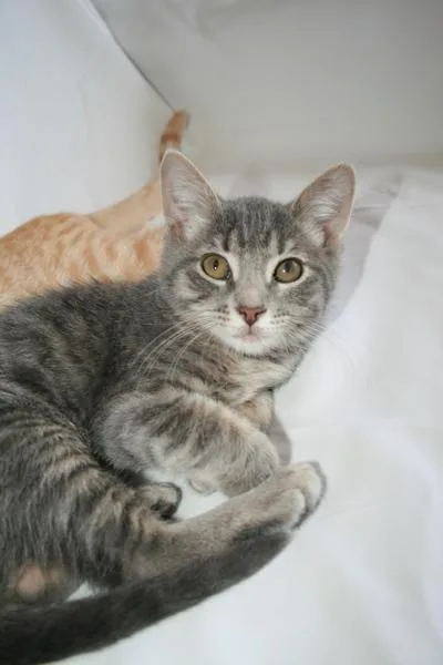 A baby small-sized female Domestic Short Hair cat named Crunch for adoption in Vallejo, CA
