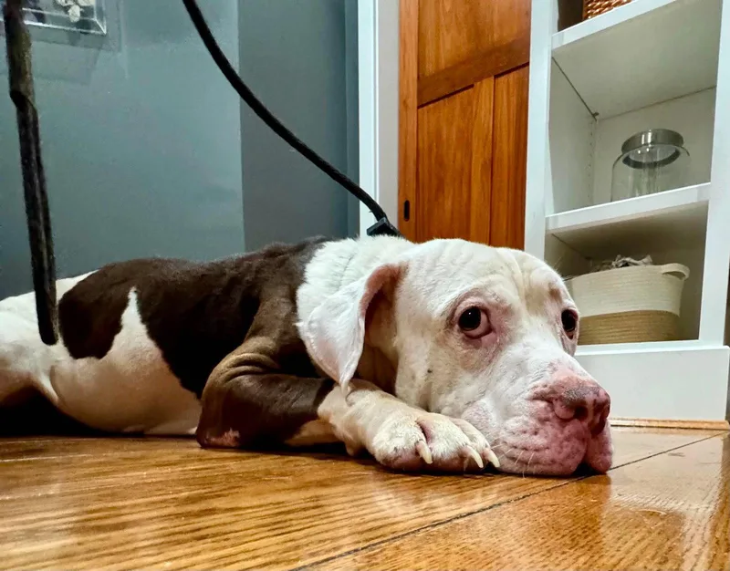 An adult medium-sized male Basset Hound dog named Colonel for adoption in Germantown, OH