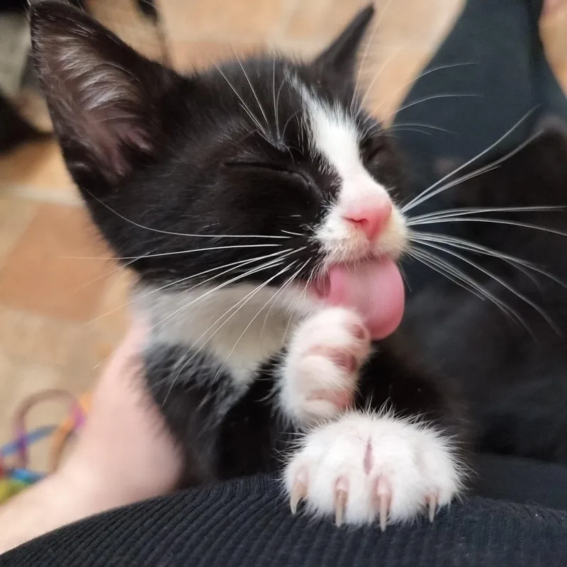 A baby medium-sized male Domestic Medium Hair cat named Bo for adoption in Charlotte, NC