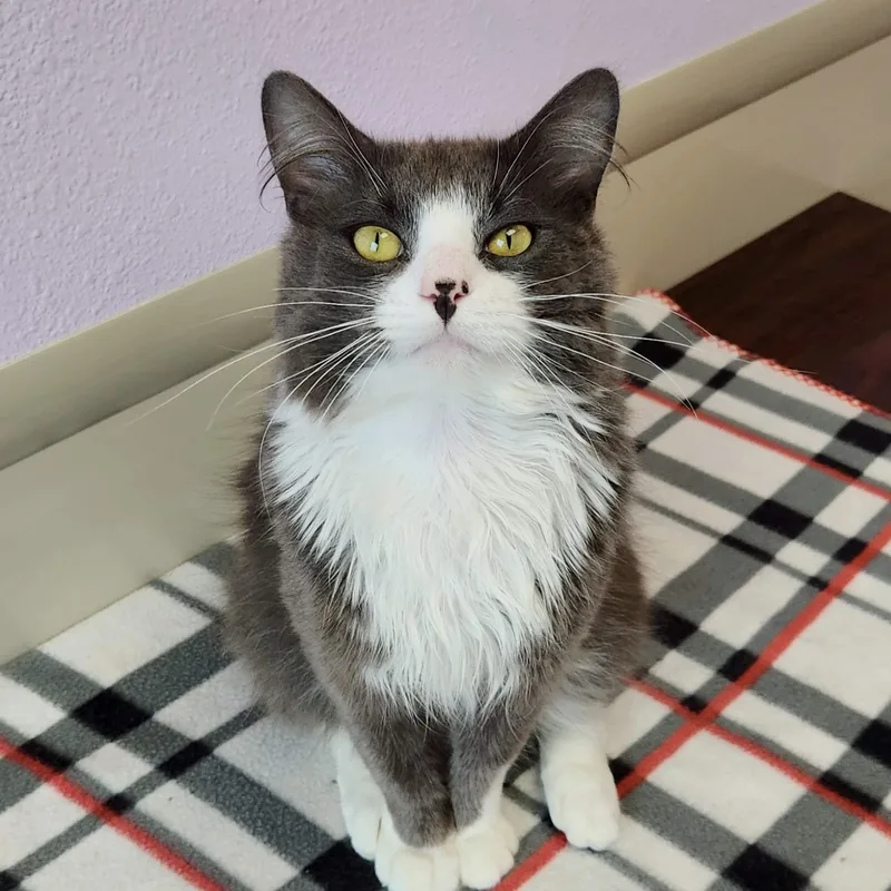 An adult medium-sized male Domestic Medium Hair cat named Cillian for adoption in Marshfield, WI