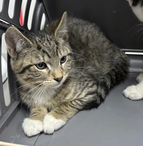 A baby small-sized female Domestic Short Hair cat named Kd Mena for adoption in Lawrenceville, GA