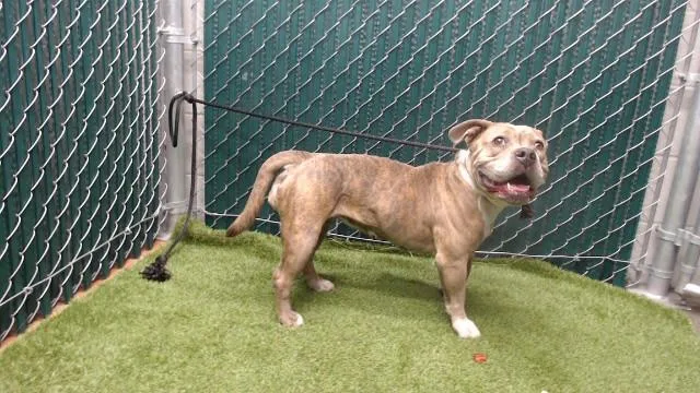 An adult medium-sized female American Bulldog dog named Rebecca for adoption in Downey, CA