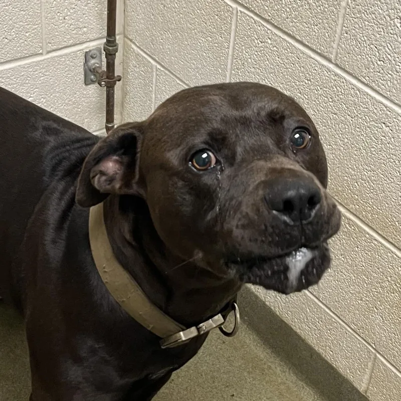 An adult medium-sized male Gray / Blue / Silver Pit Bull Terrier dog named Optimus for adoption in Harrisonburg, VA