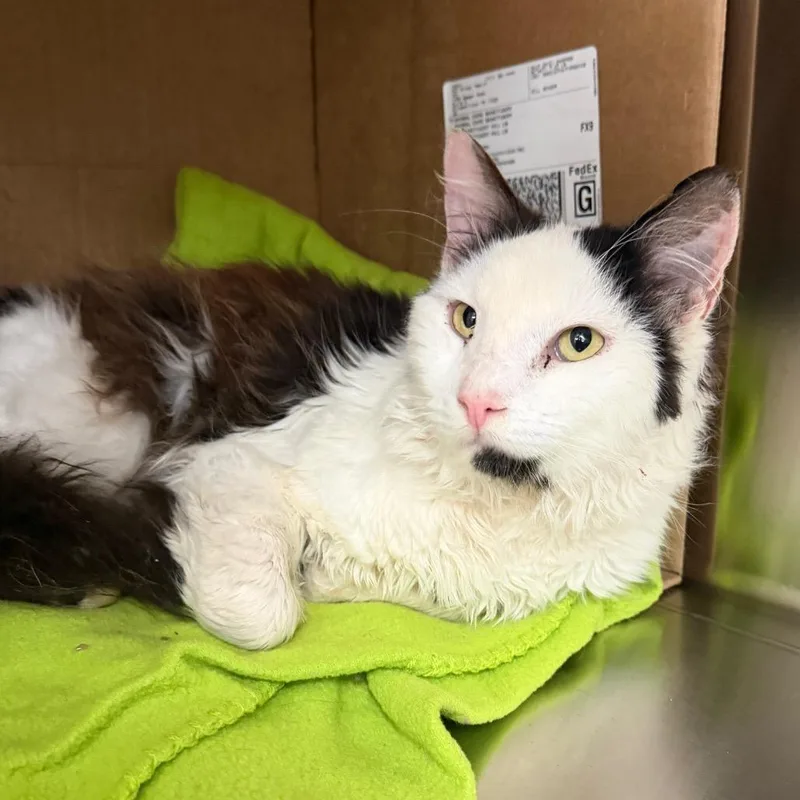 An adult medium-sized male Black Domestic Medium Hair cat named Parke for adoption in East Smithfield , PA