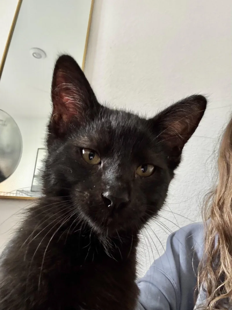 A baby medium-sized male Black Domestic Short Hair cat named Pepe for adoption in Napa, CA