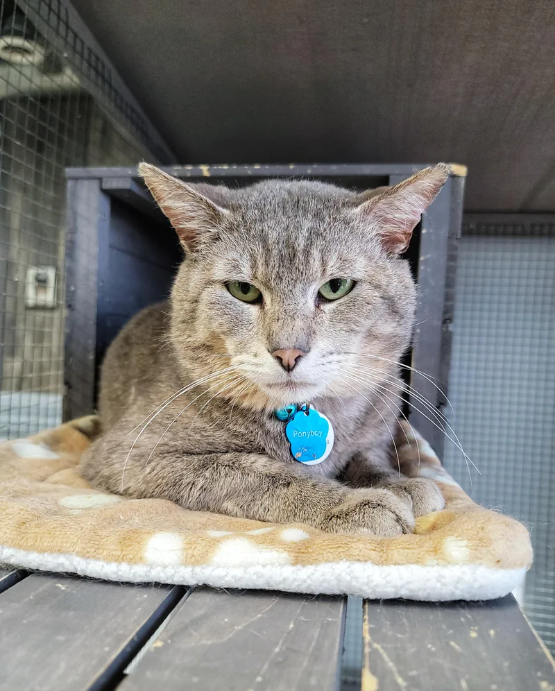 An adult medium-sized male Gray / Blue / Silver Domestic Short Hair cat named Ponyboy for adoption in Grand Rapids, MI