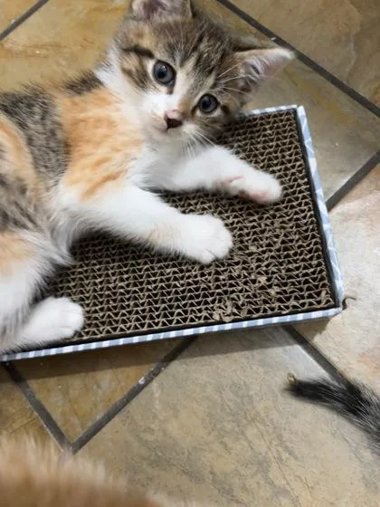 An adult small-sized female Domestic Short Hair cat named Lisa for adoption in Saint Anne, IL