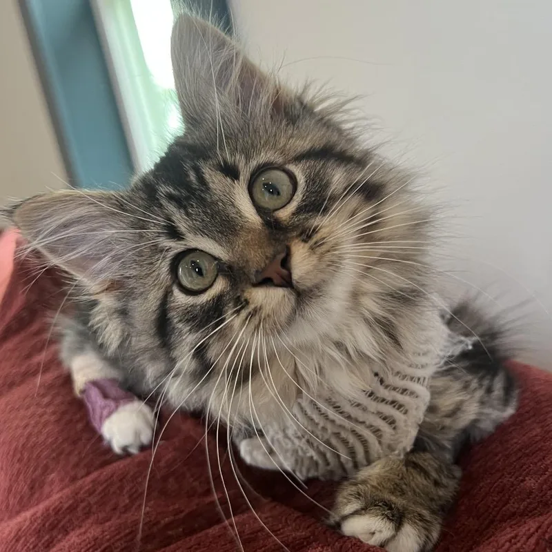 A baby small-sized female Gray / Blue / Silver Domestic Long Hair cat named Righthook for adoption in Fredericksburg, VA