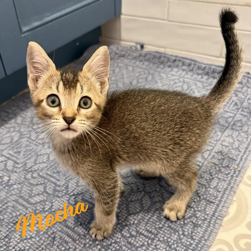 A baby medium-sized male Abyssinian cat named Mocha demitassetrio for adoption in Houston, TX