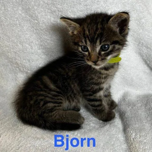 Bjorn