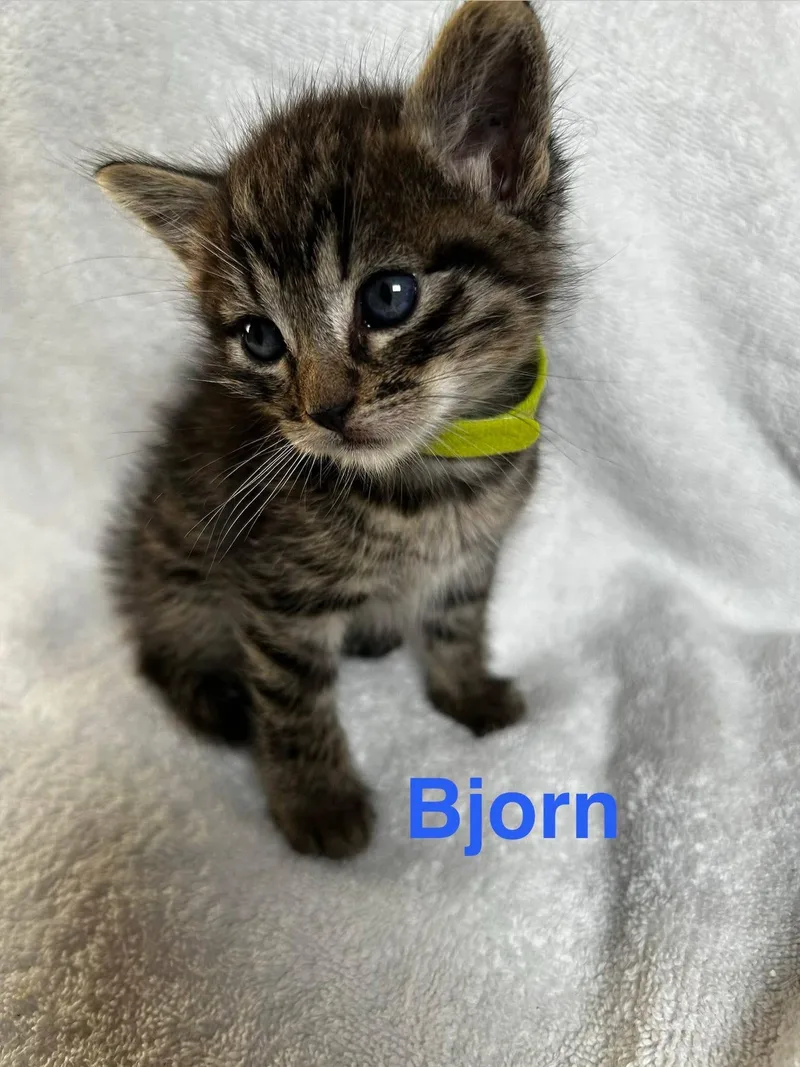Bjorn thumbnail 3