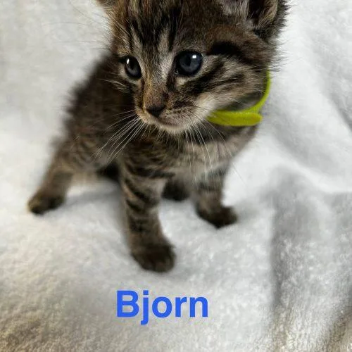Bjorn thumbnail 4