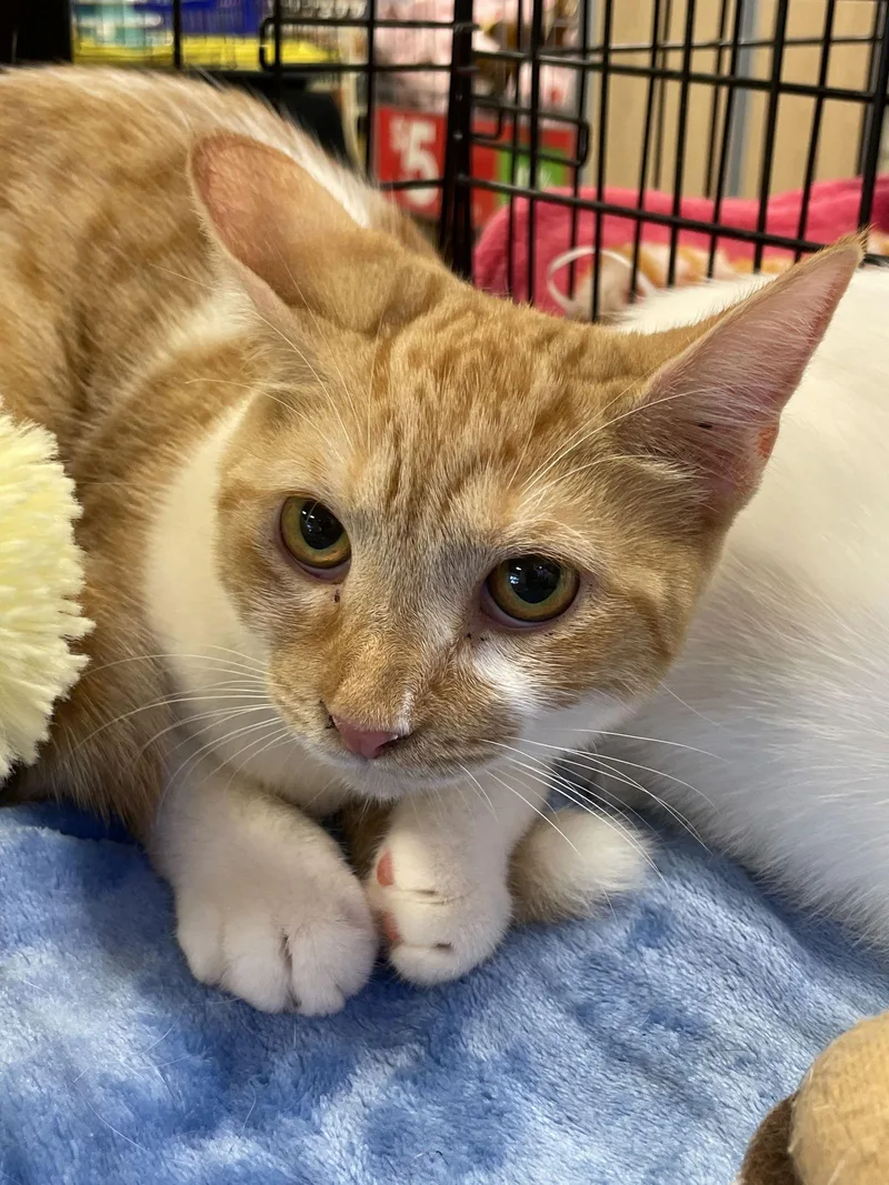 A young medium-sized female Orange & White Domestic Short Hair cat named Elsa for adoption in Pompano Beach, FL