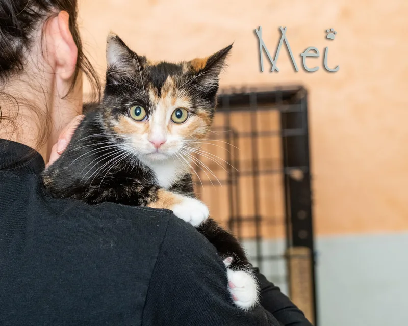 A baby small-sized female Calico Domestic Short Hair cat named Mei for adoption in Somerset, PA