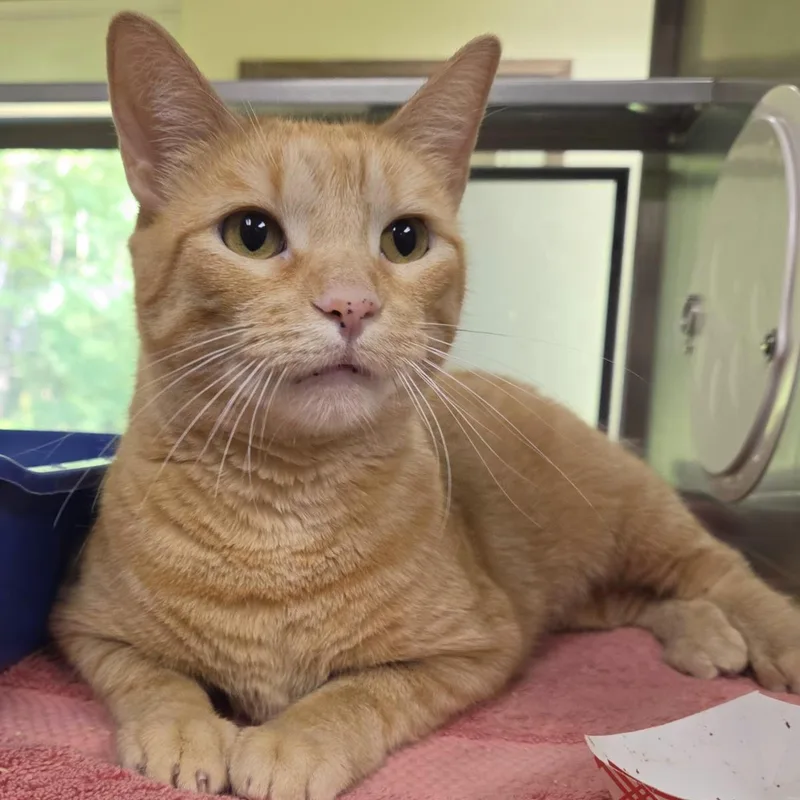An adult medium-sized female Orange / Red Domestic Short Hair cat named Bubblegum Pop for adoption in Plover, WI