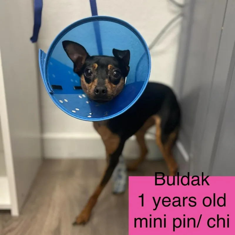 A young small-sized female Black Miniature Pinscher dog named Buldak for adoption in Tampa, FL