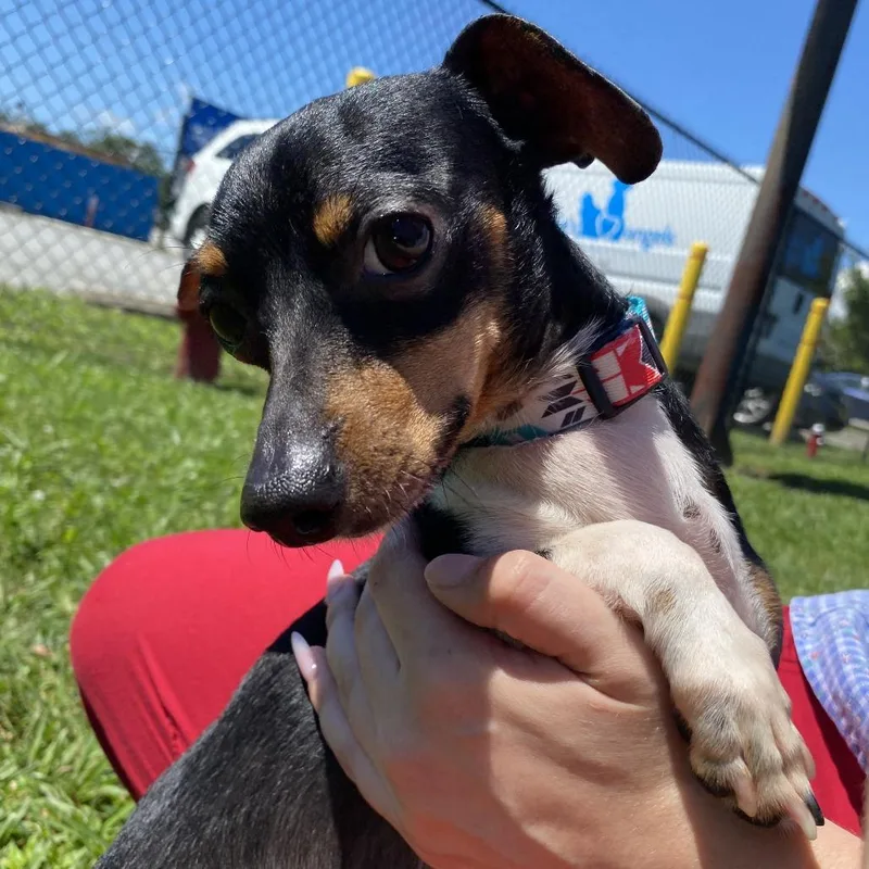 An adult small-sized male Black Mixed Breed dog named Fester for adoption in Fletcher, NC