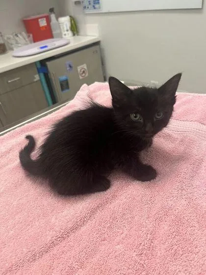 A baby small-sized female Black Domestic Short Hair cat named Patchy for adoption in Kansas City, MO