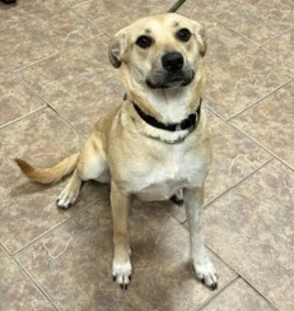 An adult medium-sized female Labrador Retriever dog named Maggie for adoption in Littleton, CO