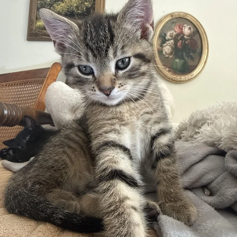 A baby small-sized male Tabby (Brown / Chocolate) Domestic Short Hair cat named Ralphie for adoption in Milwaukee, WI