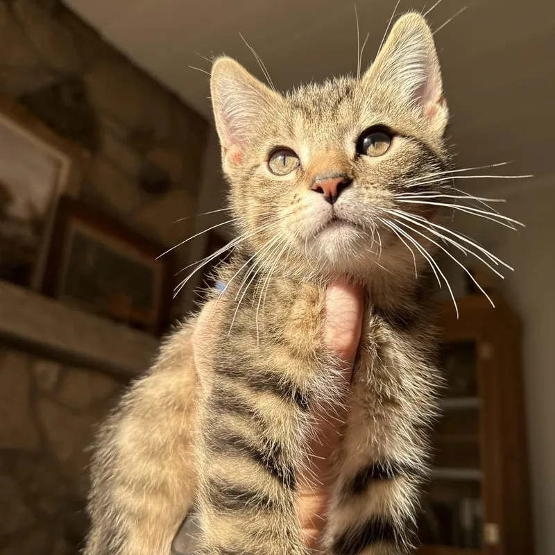 Ralphie thumbnail 2