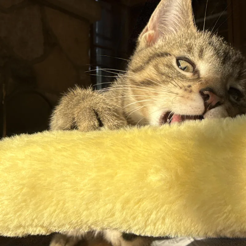 Ralphie thumbnail 3