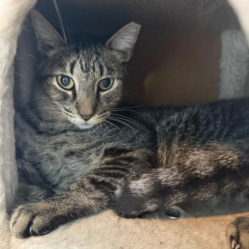 An adult small-sized female Brown / Chocolate Domestic Short Hair cat named Fang for adoption in Casa Grande, AZ