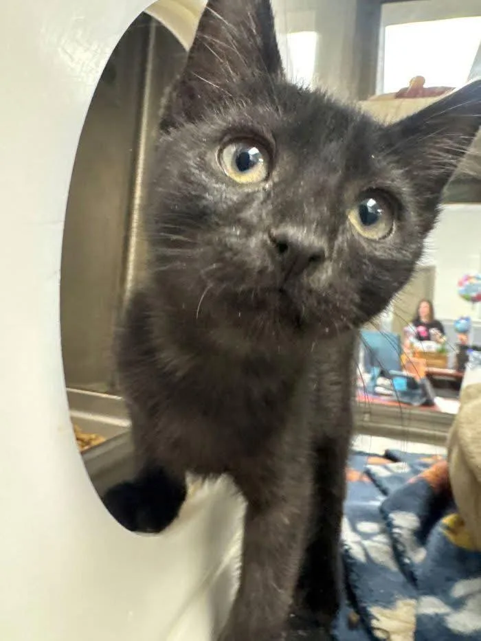 A baby medium-sized female Black Domestic Short Hair cat named Luna for adoption in Hilton Head Island, SC