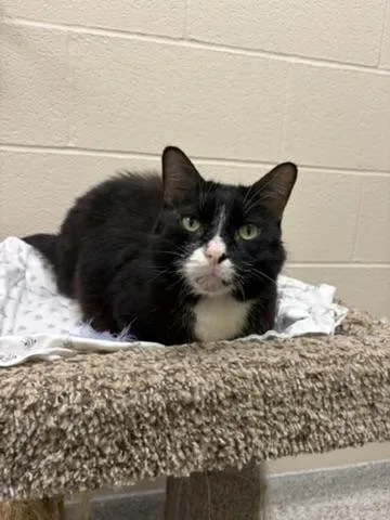 An adult medium-sized male Domestic Short Hair cat named Timon for adoption in Valparaiso, IN