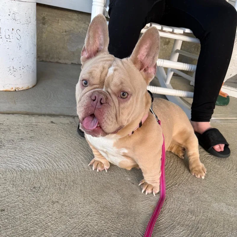 An adult medium-sized female White / Cream American Bully dog named Noodles for adoption in Huber Heights, OH