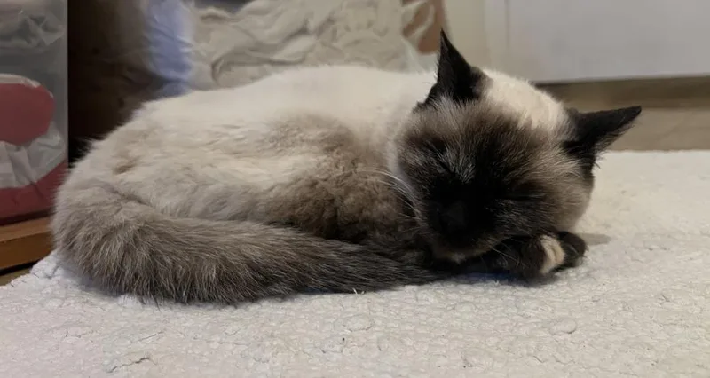 A senior small-sized female Siamese cat named Lily for adoption in Austin, TX