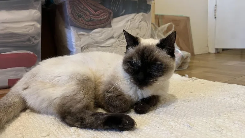 Lily thumbnail 2