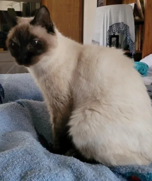 Lily thumbnail 4