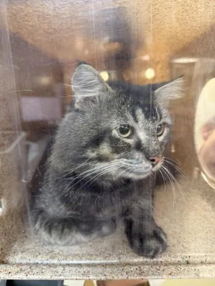 An adult large-sized male Domestic Long Hair cat named TNR Tyler St for adoption in Conway, AR