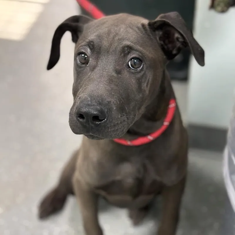 A baby large-sized male Black Great Dane dog named Jelly for adoption in Bardstown, KY