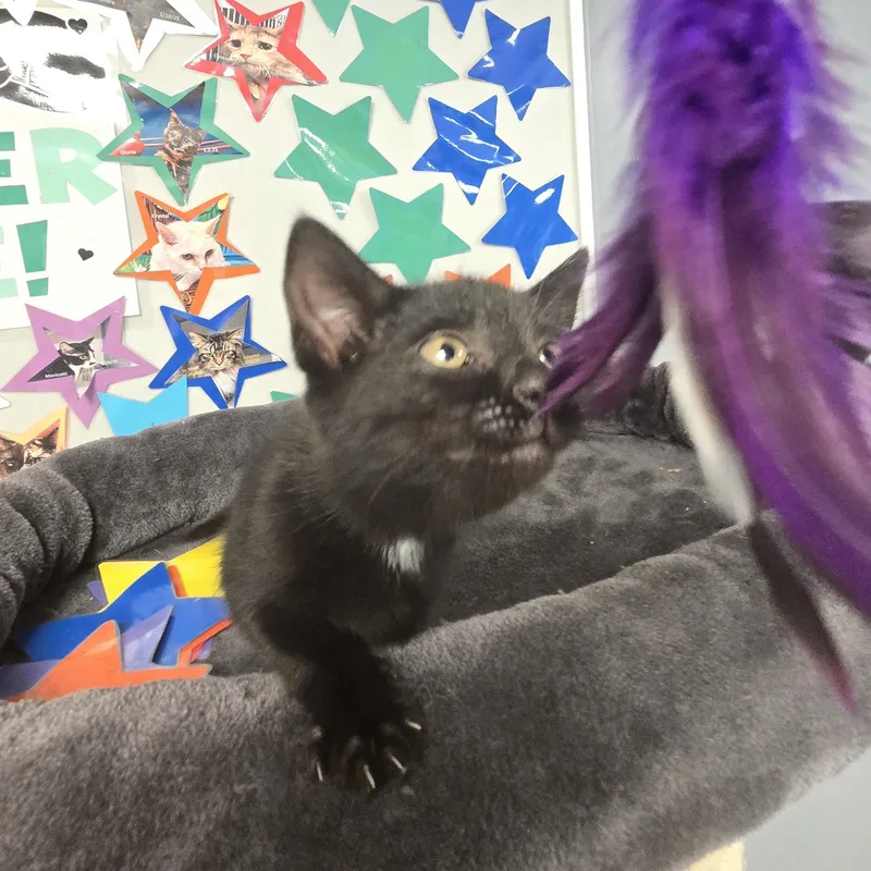 A young medium-sized female Black Domestic Short Hair cat named Lilo for adoption in Xenia , OH