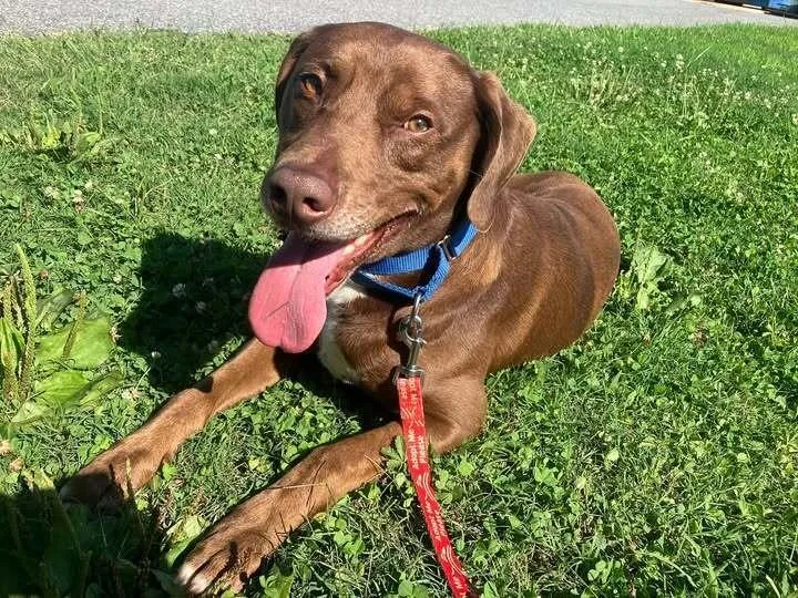 A young large-sized male Mixed Breed dog named Just Ken for adoption in Milton, DE