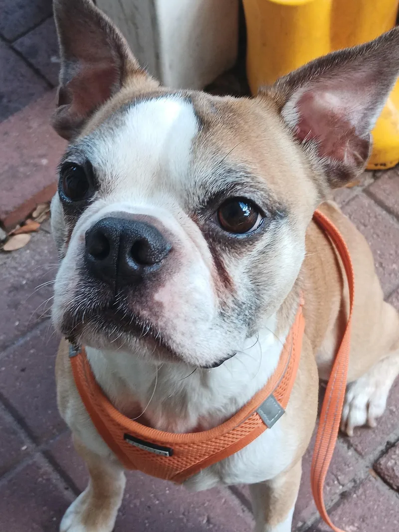 An adult small-sized male Boston Terrier dog named Chancey for adoption in Lake Mary, FL