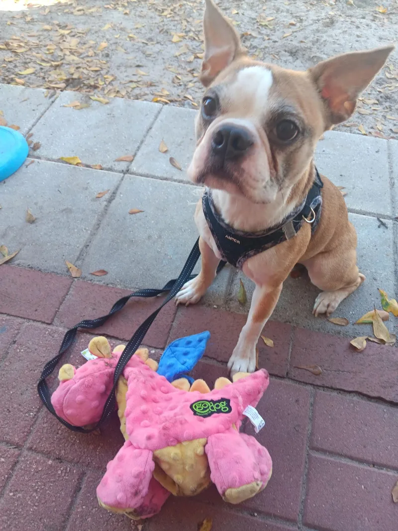 Chancey thumbnail 2