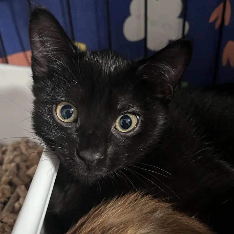 A baby small-sized male Black Domestic Short Hair cat named Matchacity Of Industry Location for adoption in Chino Hills, CA