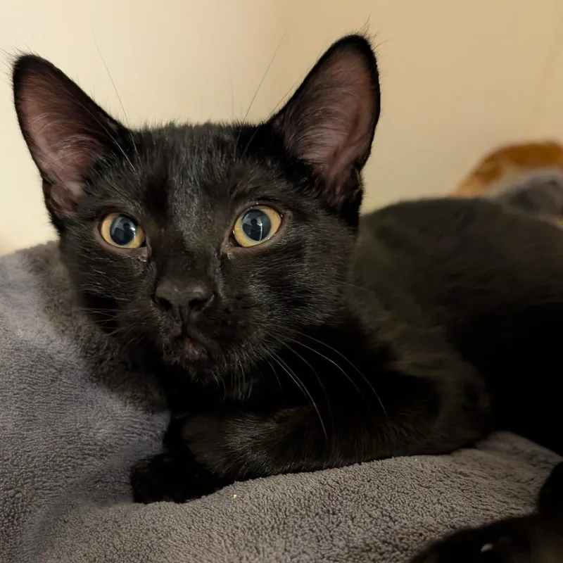 Matchacity Of Industry Location thumbnail 4