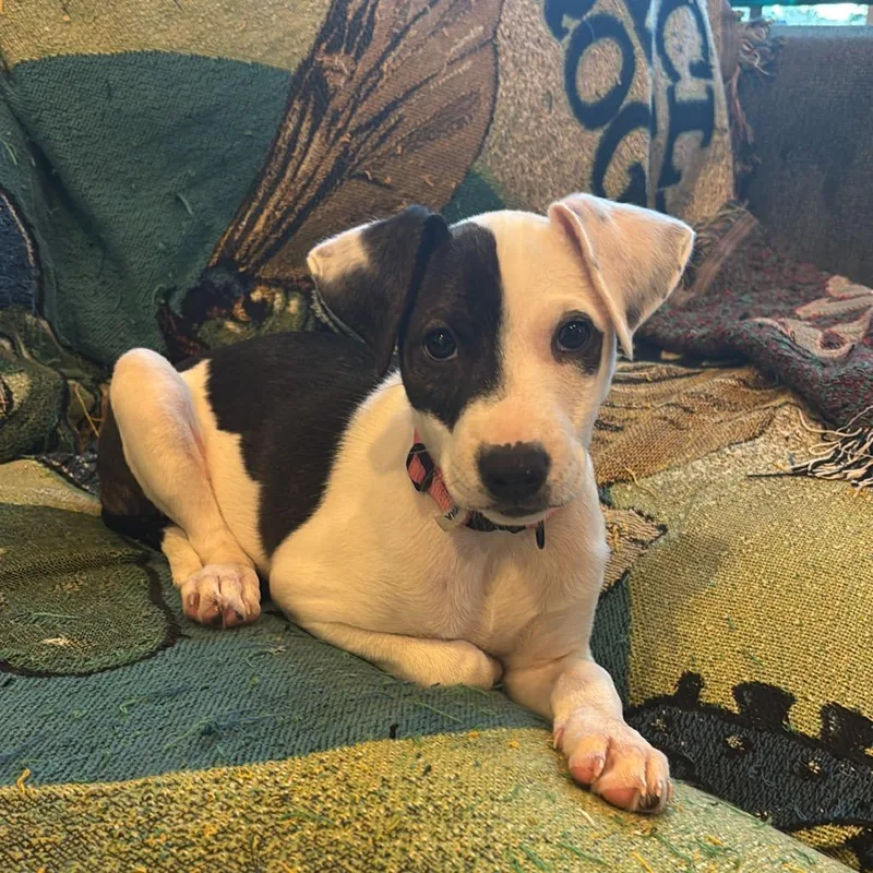 A baby medium-sized female Pit Bull Terrier dog named Cissy for adoption in New Orleans, LA