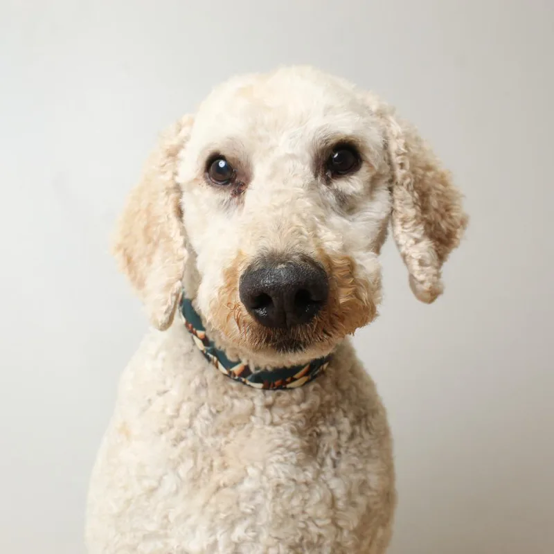 An adult large-sized male White / Cream Standard Poodle dog named Voyager D for adoption in Minnetonka, MN