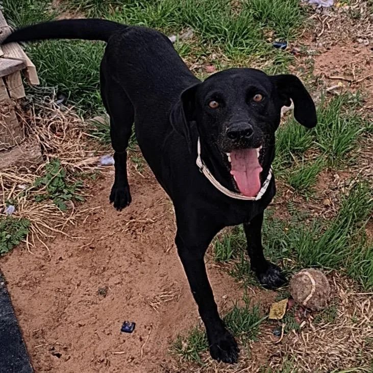 A young small-sized female Black Mixed Breed dog named Frankie for adoption in Midland, TX