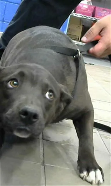 A young medium-sized female Pit Bull Terrier dog named Gracie for adoption in Albuquerque, NM