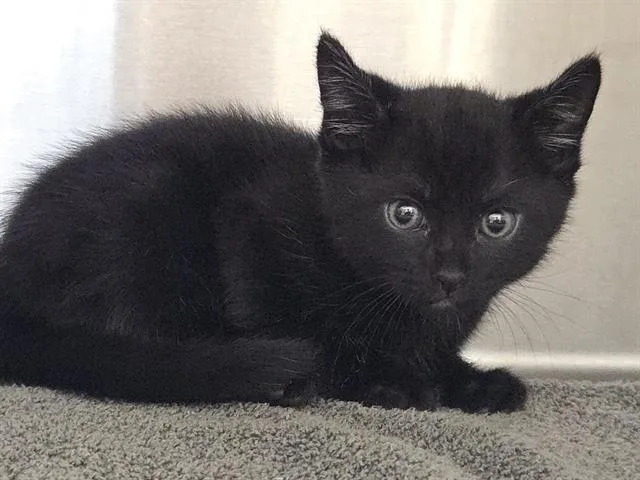 A baby small-sized male Domestic Short Hair cat named Max for adoption in Auburn, CA